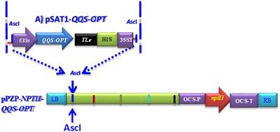 Constitutive overexpression of Qui-Quine Starch gene simultaneously improves starch and protein content in bioengineered cassava (Manihot esculenta Crantz)